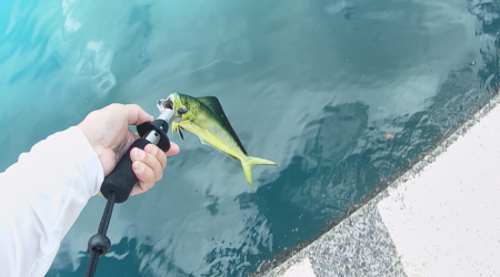 ぺんぺんシイラとサンバソウのせいでサヨリが釣れない